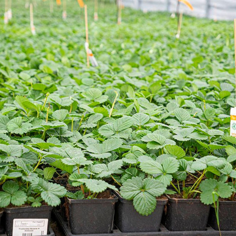 Truskawka poziomkowa Rosana powtarzająca owocowanie w doniczce