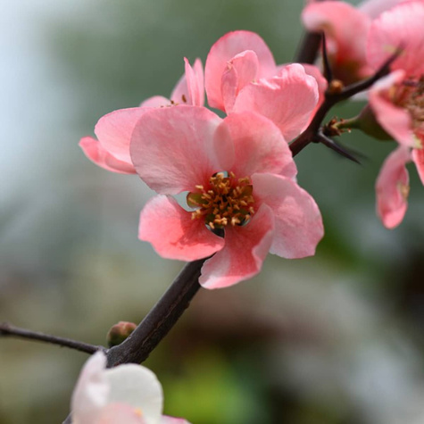 Pigwa gruszkowa Portugal Plant Pack