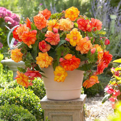 Begonia bulwiasta Pendula Golden Balkony pachnąca 