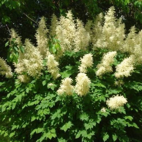 Parzydło leśne (C2)