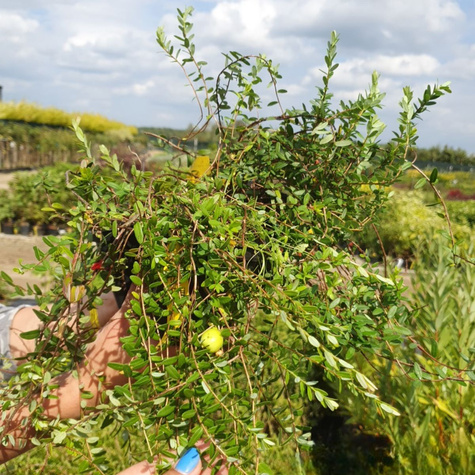Żurawina wielkoowocowa Early Richard owoce gigant