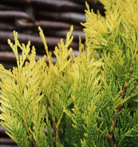 Żywotnik olbrzymi Stonehem Gold (C2)