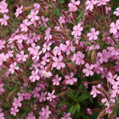 Mydlnica bazyliowata Rose (C2)