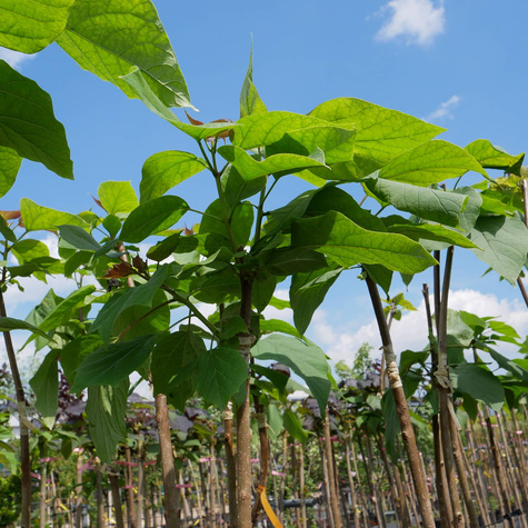 Katalpa Szczepiona Na Pniu Surmia Bignoniowa Nana
