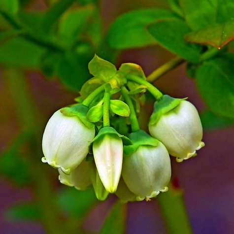 Borówka amerykańska Nortland średnio wczesna (C2)