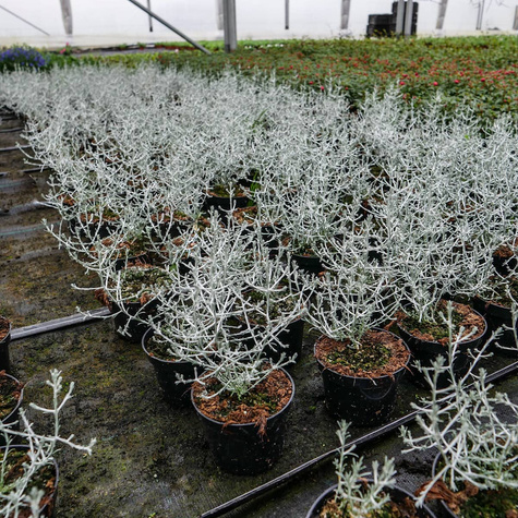 Drutowiec Calocephalus Silver Bush