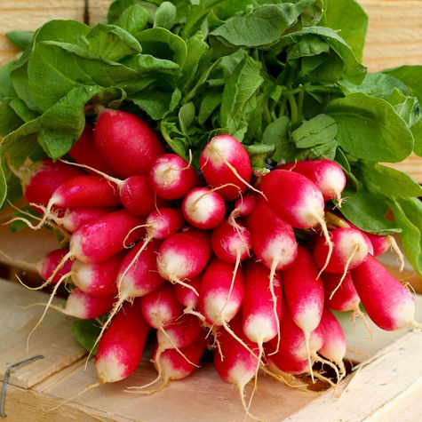 Nasiona na taśmie Rzodkiewka Ksantypa 5m ok. 225 nasion