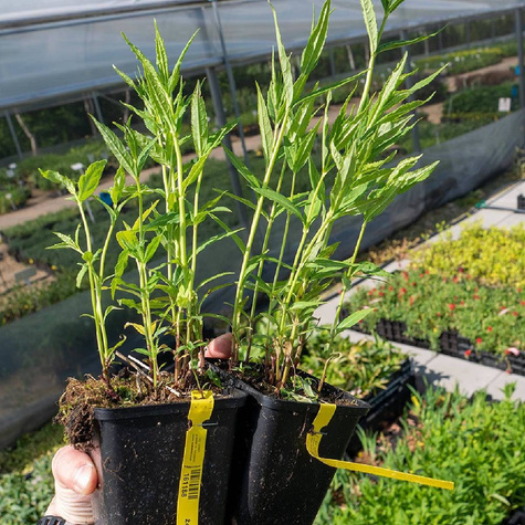 Żółwik ukośny Alba (P9)