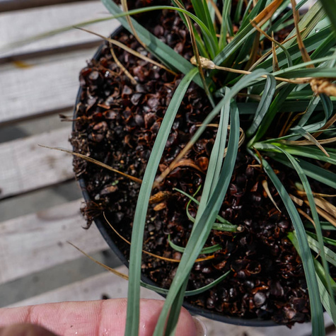 Turzyca prosowata Pamira