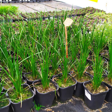 Trytoma Poco Red (C2)