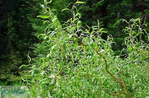 Wierzba babilońska Ural (C2)