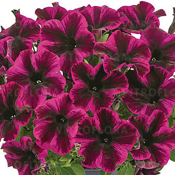 Surfinia fioletowo-purpurowa Space Purple