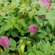 Powojnik Clematis botaniczny Markham's Pink (C2)