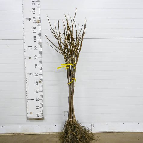 Duo agrest biały i porzeczka czarna na pniu Plant Pack