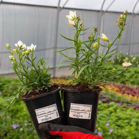 Dzwonek brzoskwiniolistny Takion F1 White (C2)