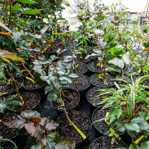 Buk kolumnowy Dawyck Purple