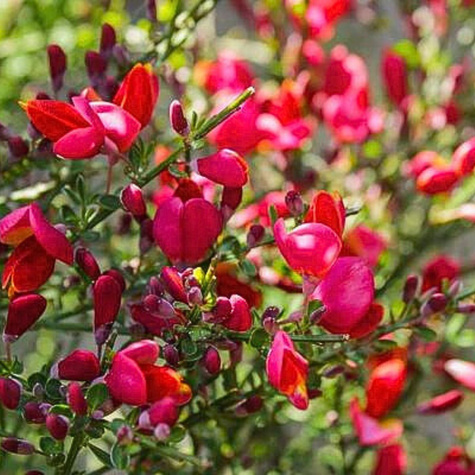 Szczodrzeniec Żarnowiec miotlasty Boskoop Ruby (P9)