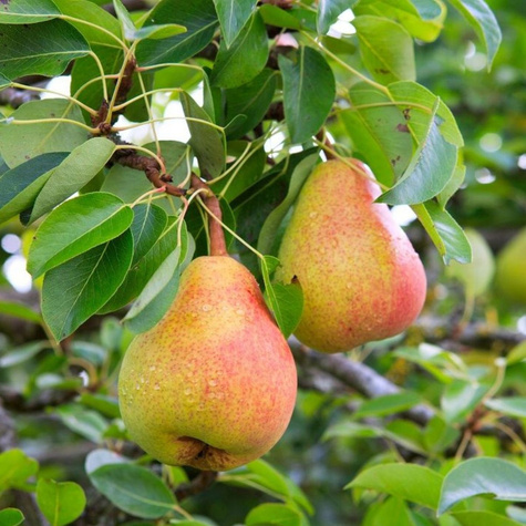 Zestaw startowy drzewek do sadu owocowego 4 szt Najlepsze Stare Odmiany