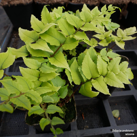 Paprotnik Paproć Fortune'a Clivicola (C2)