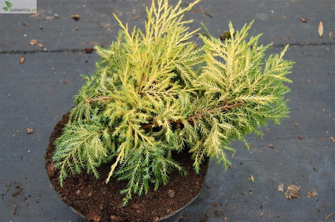 Jałowiec pośredni Gold Star (P9)