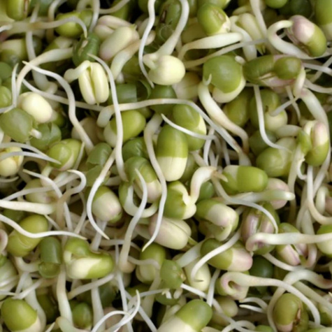 Fasola Mung nasiona na kiełki 15g