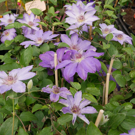 Powojnik Clematis wielkokwiatowy Bałtyk