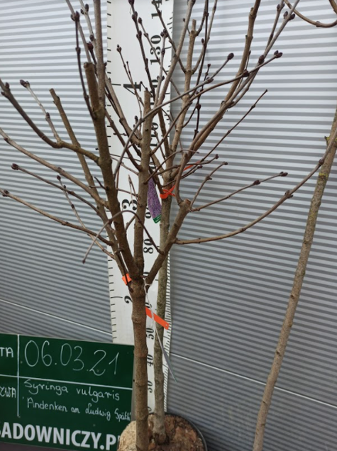 Lilak pospolity Bez Andenken an Ludwig Spath Najsilniej pachnący (C2)