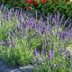 Zestaw Lawenda wąskolistna Spear Blue 6 sadzonek