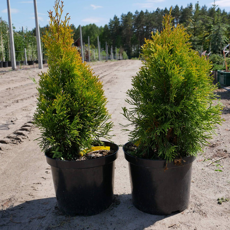 Thuja Tuja Żywotnik zachodni Golden Smaragd