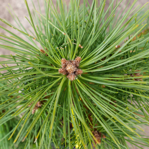 Sosna czerwona Watnong szczepiona na pniu Pa 40cm