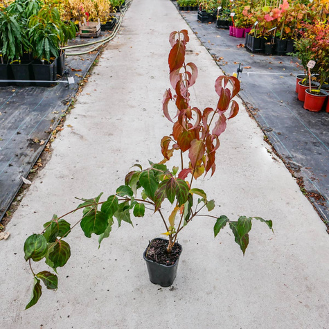 Dereń kousa Cappucino (C2)