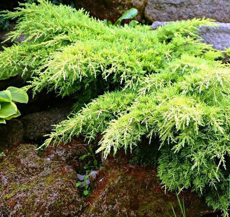 Jałowiec pośredni Pfitzeriana Aurea rozłożysty (C2)