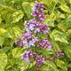 Lilak pospolity Aucubaefolia (C2)