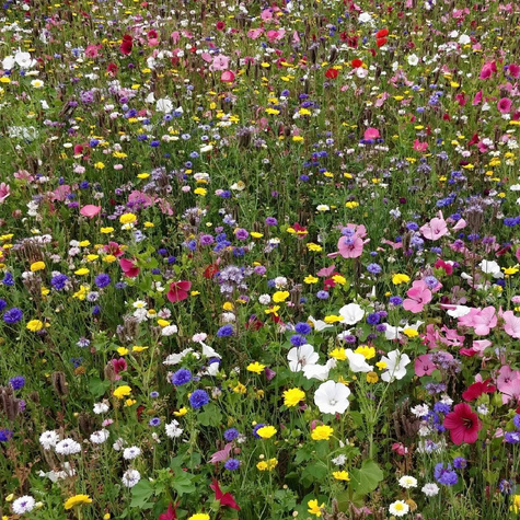 Zbombarduj komara (8 szt.)