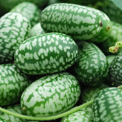 Ogórek meksykański OGÓREK MEKSYKAŃSKI