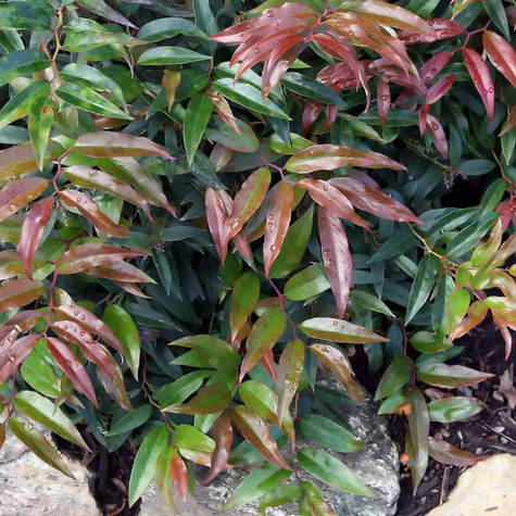 Kiścień japoński Burning Love (C2)