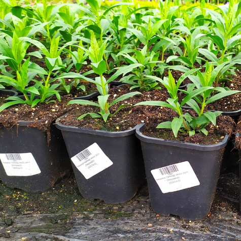 Penstemon Hartwegii Amelia Jayne (C2)