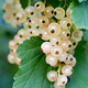 Porzeczka biała Blanka Plant Pack