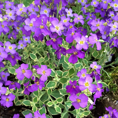 Żagwin ogrodowy Dr Mules Variegated (C2)