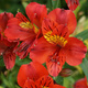 Alstremeria ogrodowa Doba (C2)
