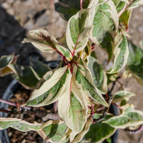 Dereń pagodowy Variegata (C2)