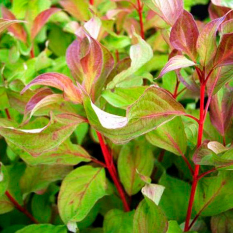 Dereń biały Baton Rouge Minbat Poskręcane liście