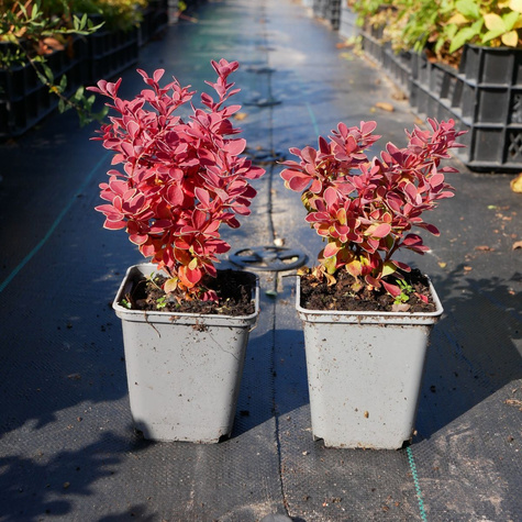 Berberys thunberga Red Hot Chili (P9)