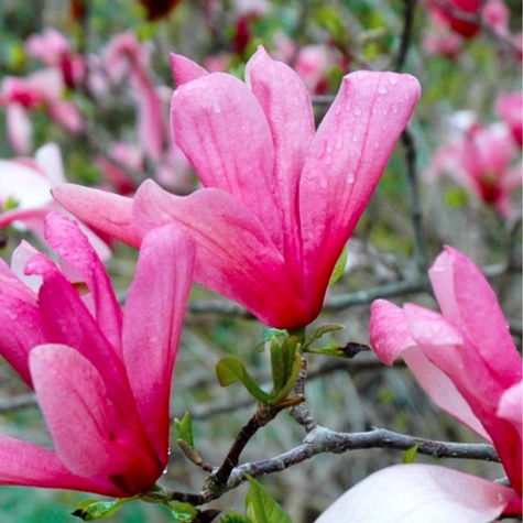 Magnolia Galaxy