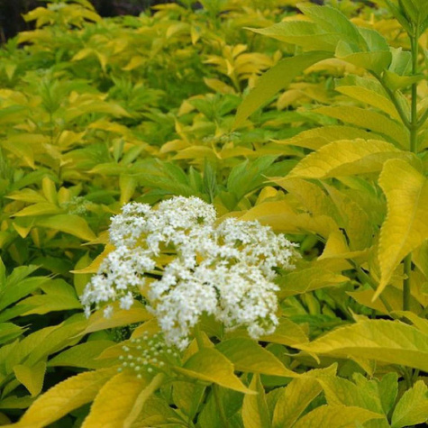 Bez czarny Bzowina Aurea