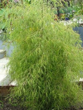 Brzoza brodawkowata Trosts Dwarf (C2)