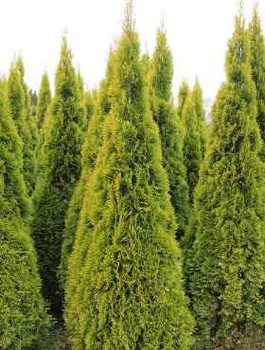Thuja Tuja Żywotnik zachodni Golden Smaragd Janed Gold