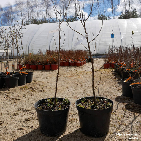 Oliwnik wąskolistny (C2)