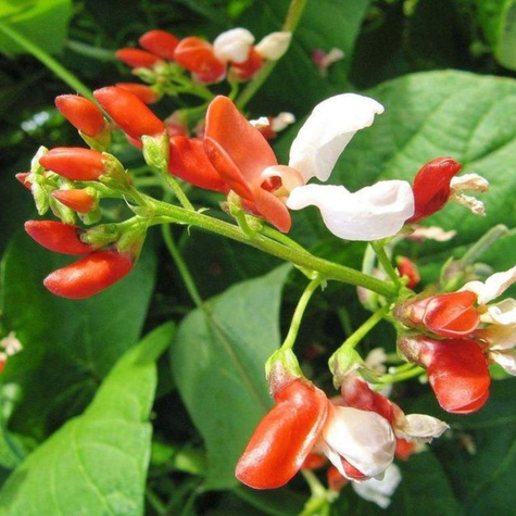 Fasola wielokwiatowa ozdobna mix Plantico 10g