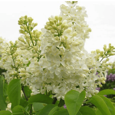 Lilak pospolity Primrose (C2)